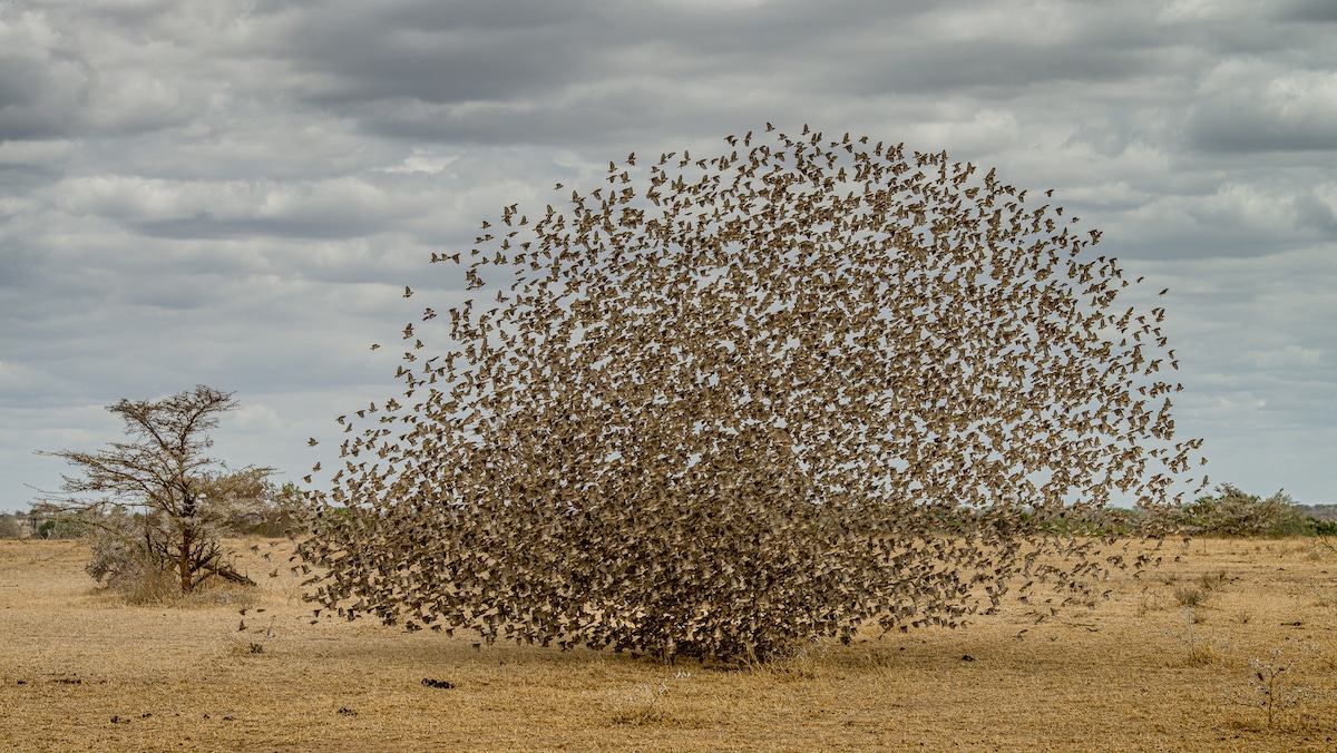 Red billed queleas at a game reserve in Tanzania