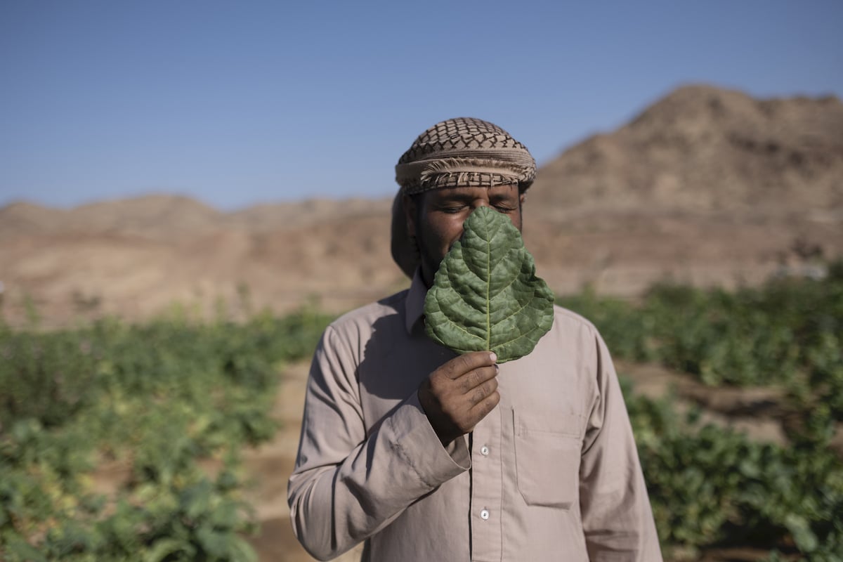 Bedouin Man with Leaf Over His Face