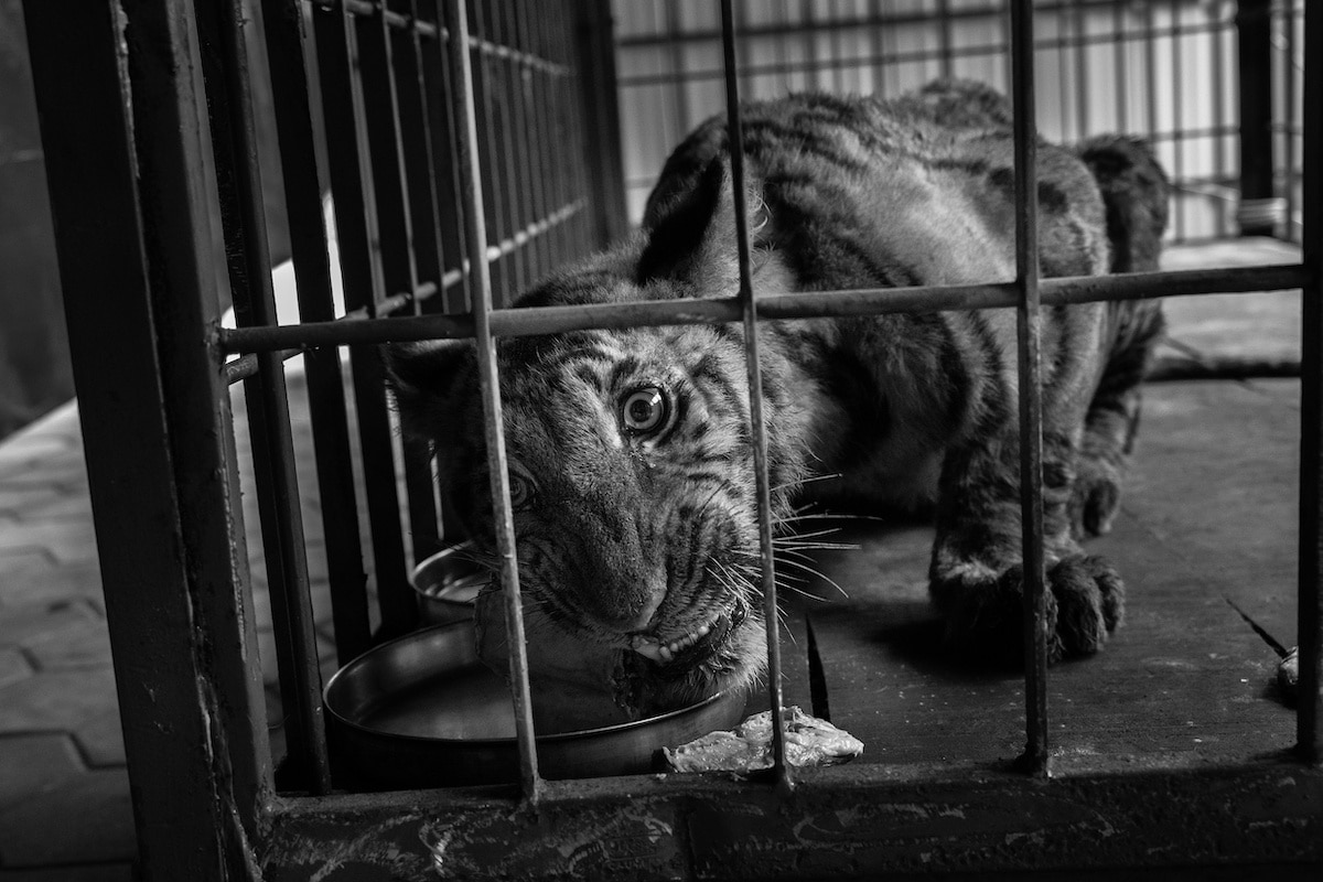 Tiger Cub Locked in a Cage