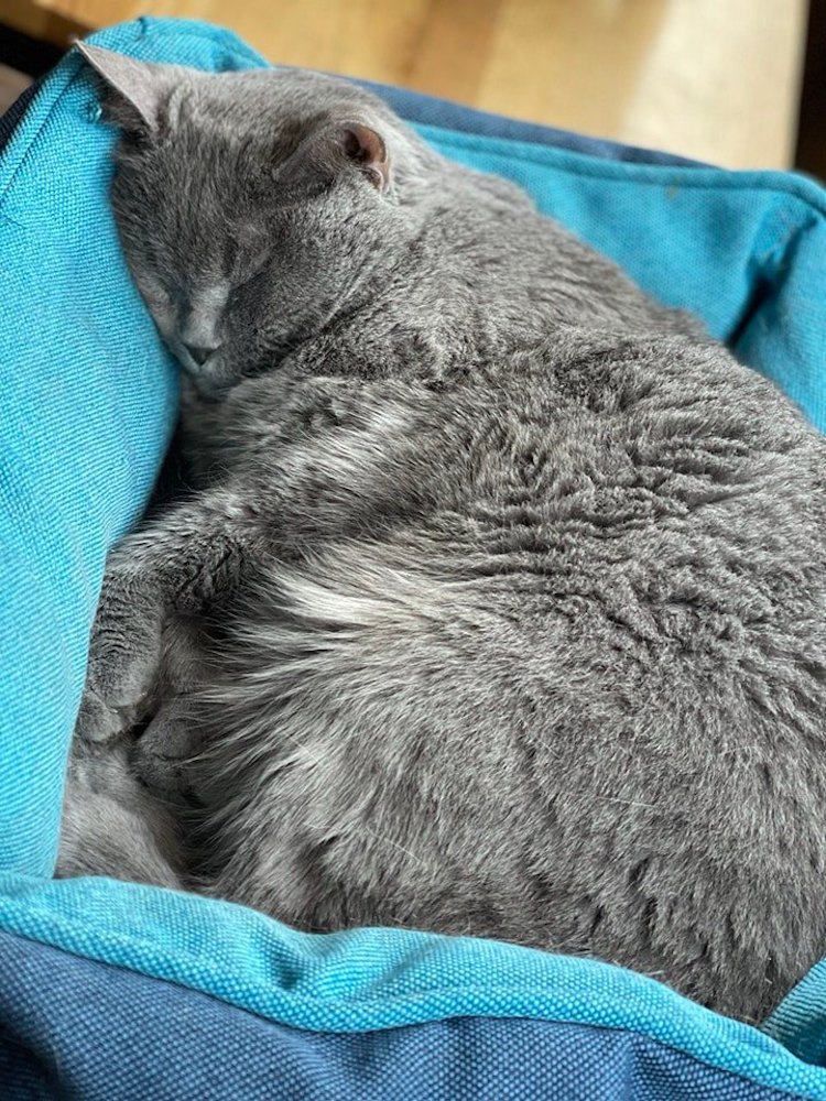 Cat in a Cat Cafe in Lviv, Ukraine