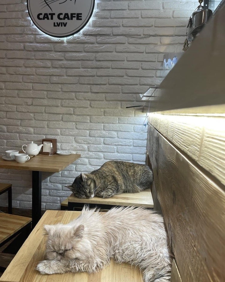 Cat in a Cat Cafe in Lviv, Ukraine