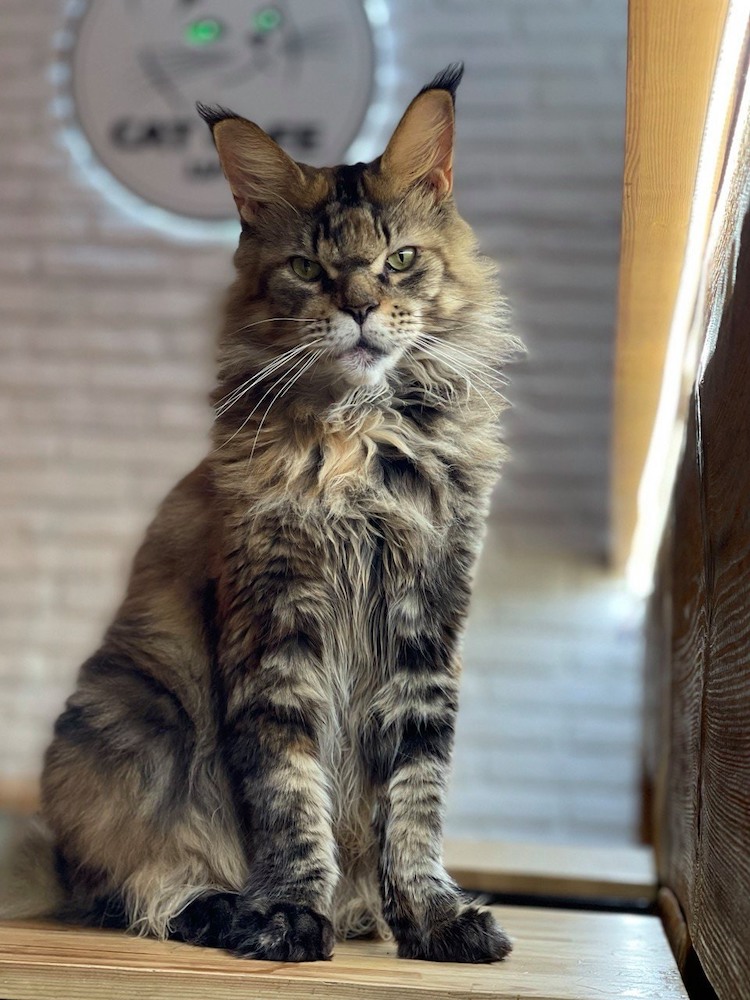 Cat in a Cat Cafe in Lviv, Ukraine