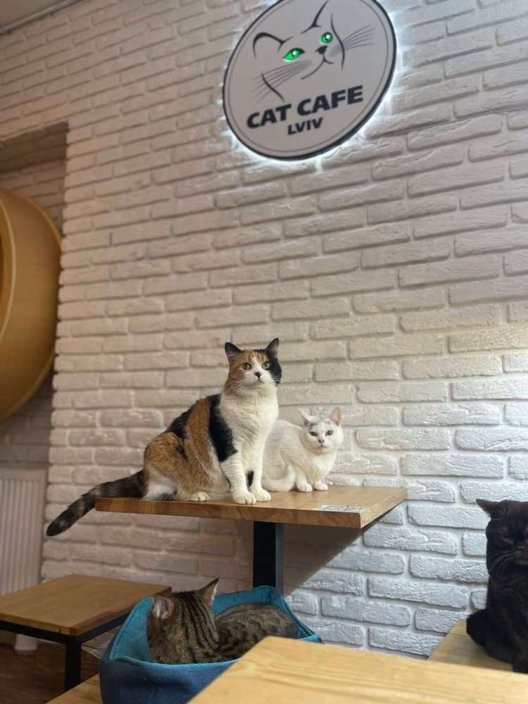 Cat in a Cat Cafe in Lviv, Ukraine