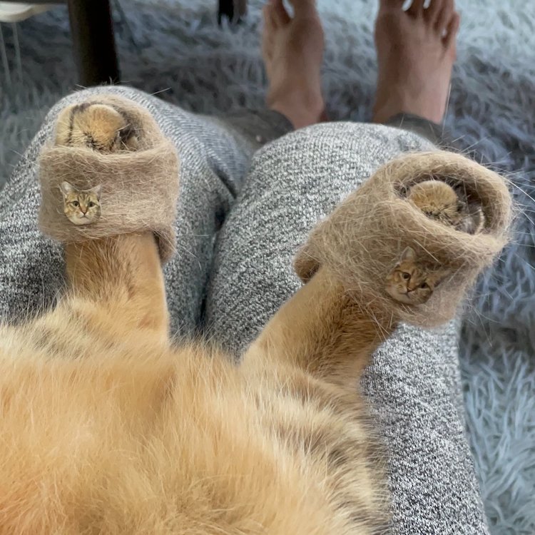 Pet Owner Makes Cat Slippers From Shed Hair