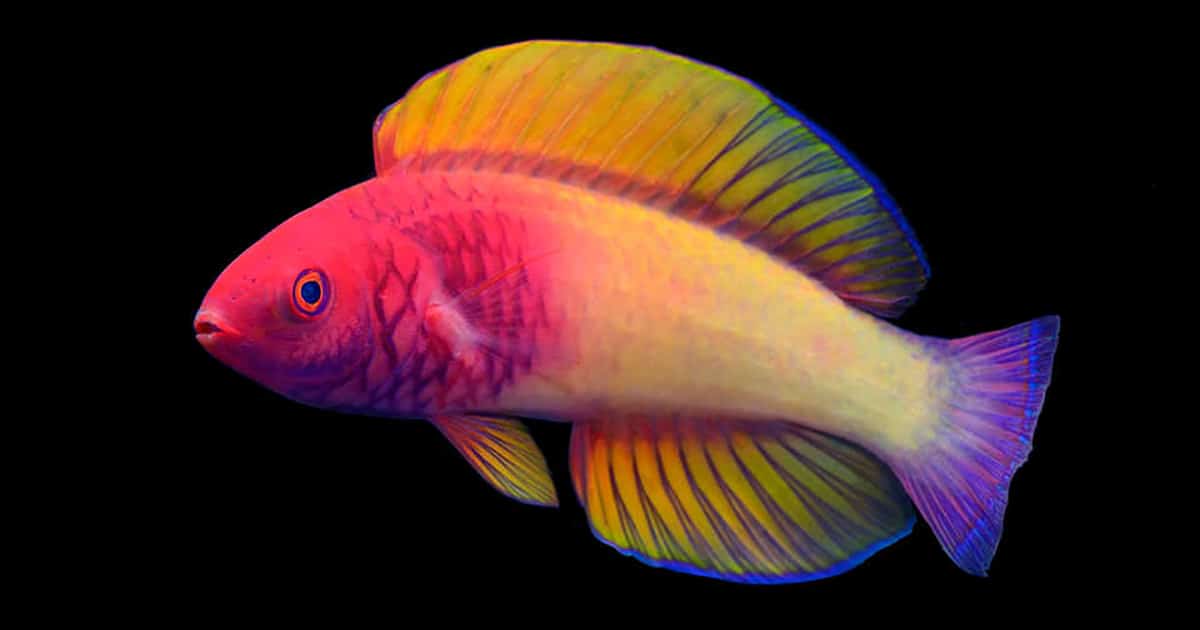 Colorea Terciopelo Peces hermosos