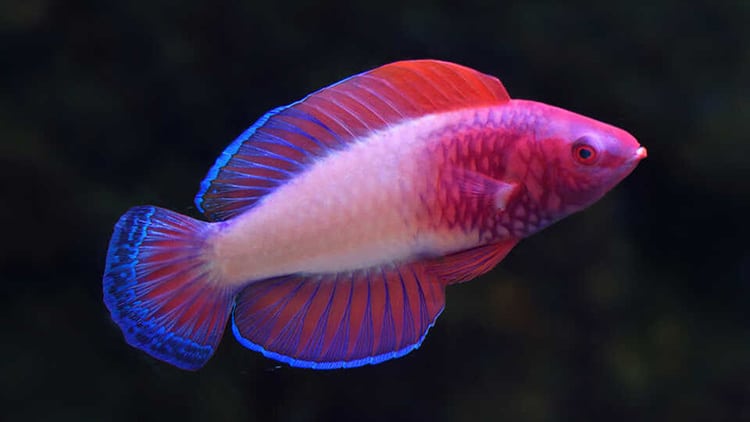 Cirrhilabrus rubrisquamis Fairy Wrasse