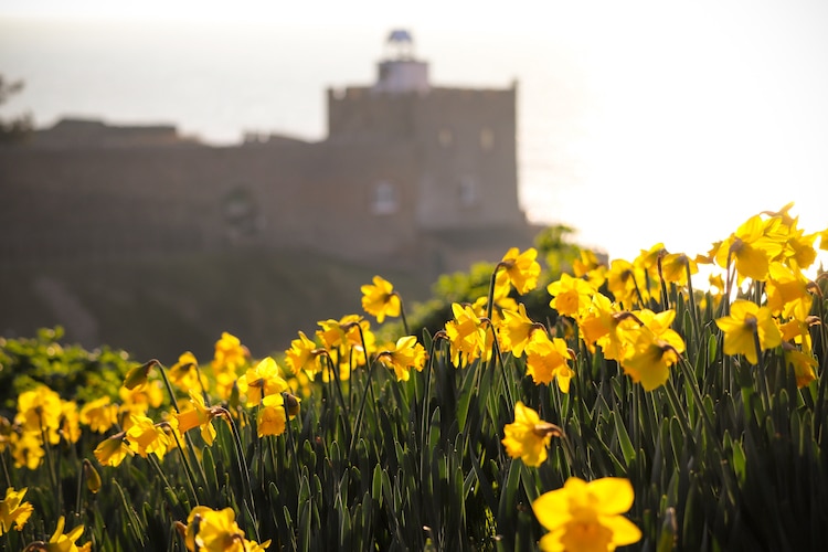Daffodils in Sidmouth, Devon