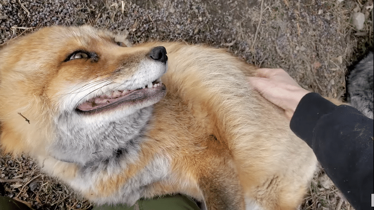 Fox Laughing While Being Pet