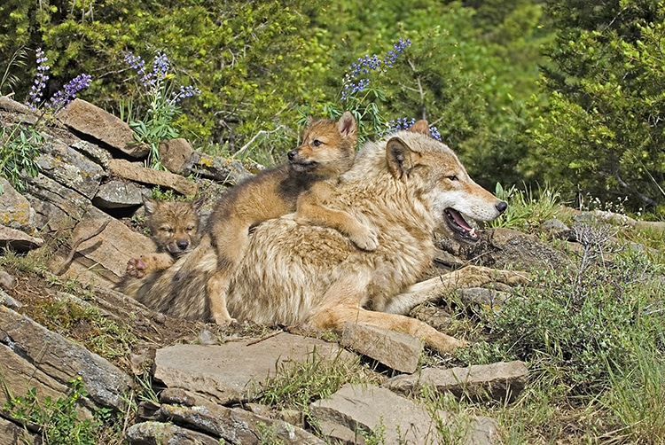 Federal Judge Restores Protection to Gray Wolves in Most of the United States