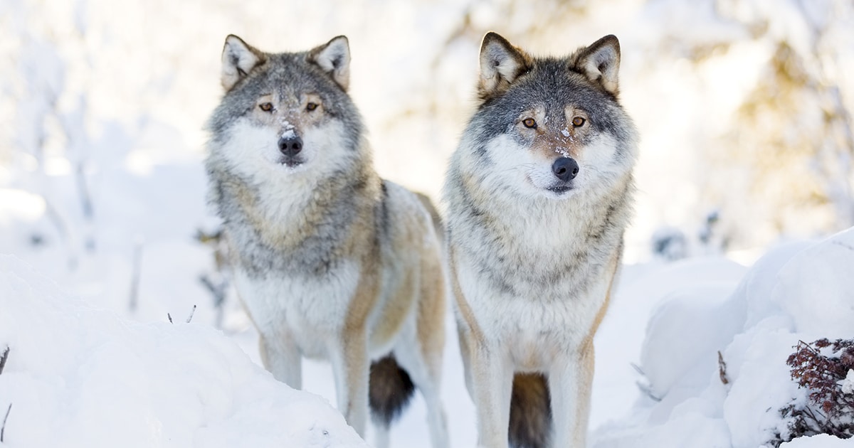 Judge Restores Protection to Gray Wolves in Most of the United States