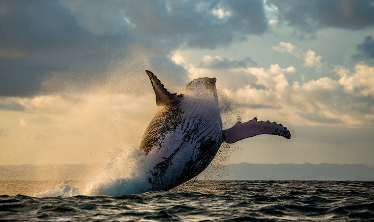 The Humpback Whale Has Clawed Its Way Back From Endangered Status