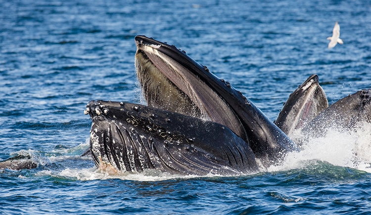 The Humpback Whale Has Clawed Its Way Back From Endangered Status