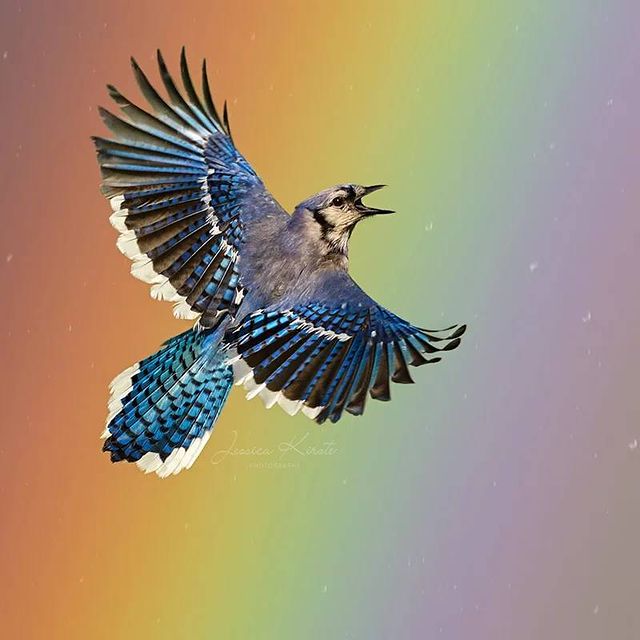 Blue Jay with Rainbow