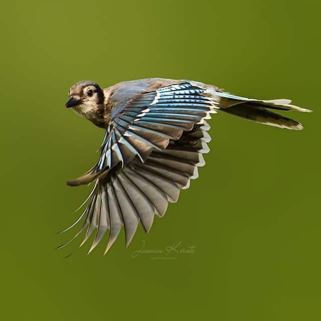 Blue Jay in Flight by Jessica Kirste