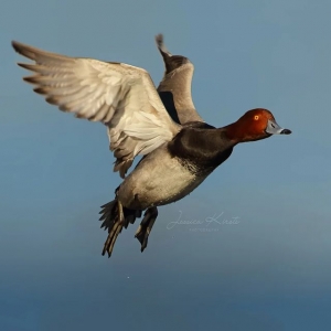 Stunning Backyard Bird Photography by Jessica Kirste