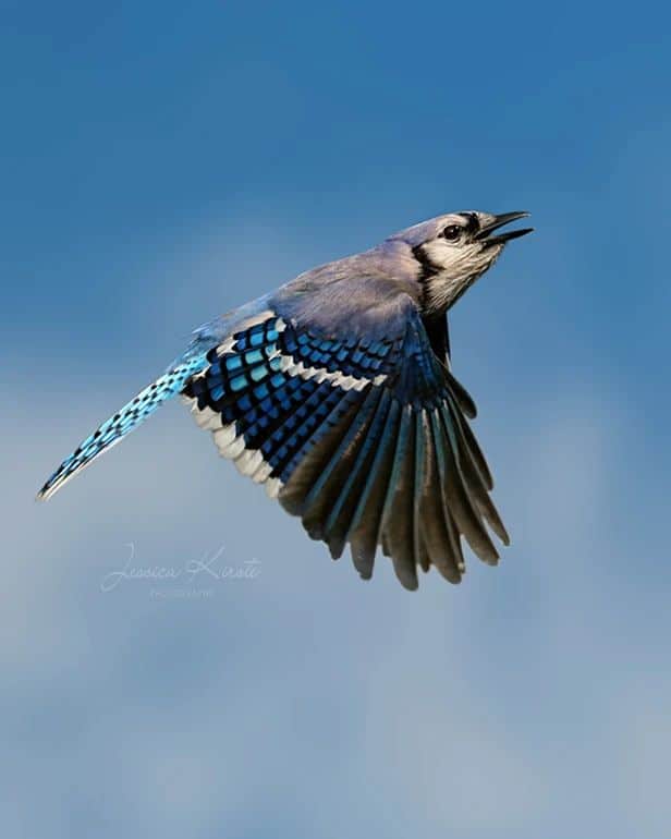 Photographer Captures Gorgeous Bird Photos in Her Own Backyard