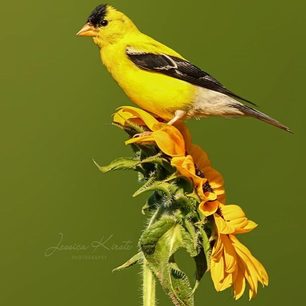 Photographer Captures Gorgeous Bird Photos in Her Own Backyard