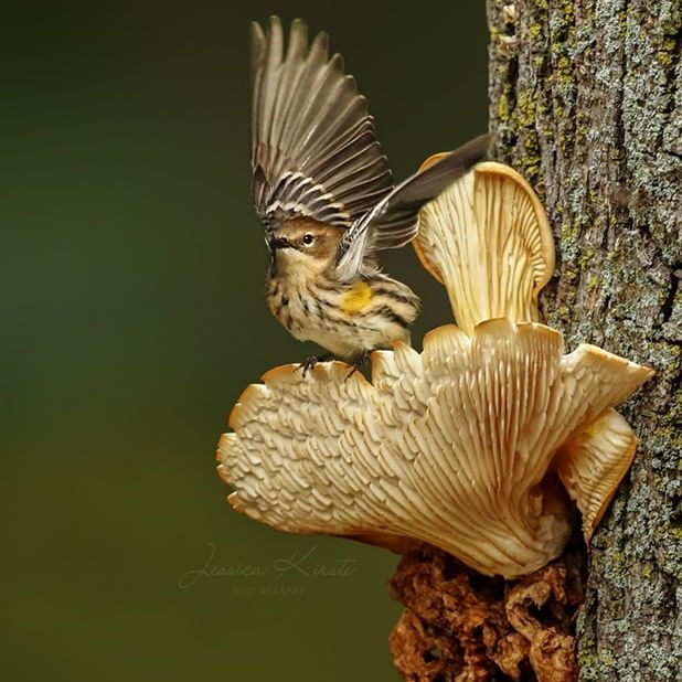 Jessica Kirste paukščių fotografija
