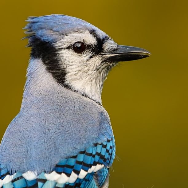 Blue Jay by Jessica Kirste