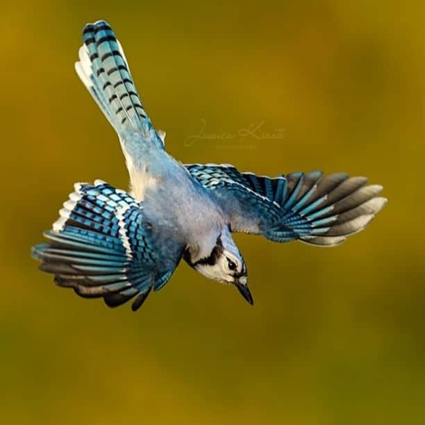 Stunning Backyard Bird Photography by Jessica Kirste