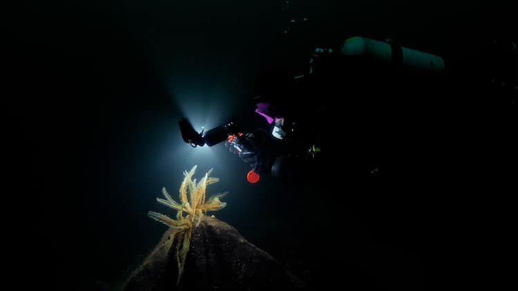 John Roney Underwater Cinematography