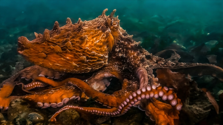 Octopus Underwater Off Vancouver Island
