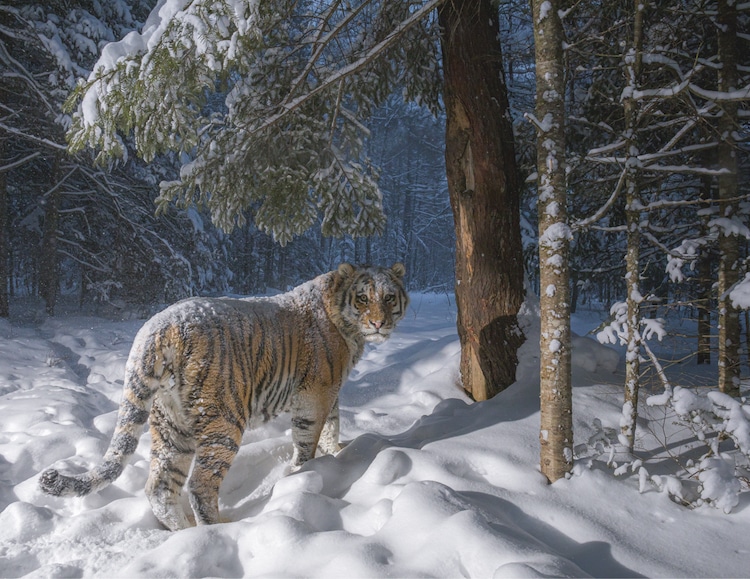 Siberian Tiger by Sascha Fonseca
