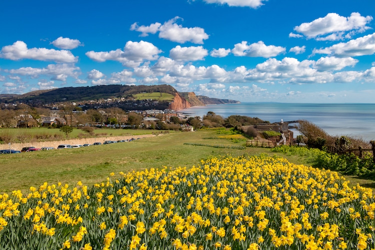 100,000 Daffodils Donated by Canadian Millionaire are in Bloom