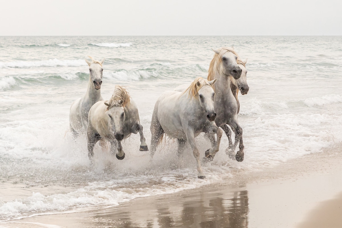 White Camargue Horses in France