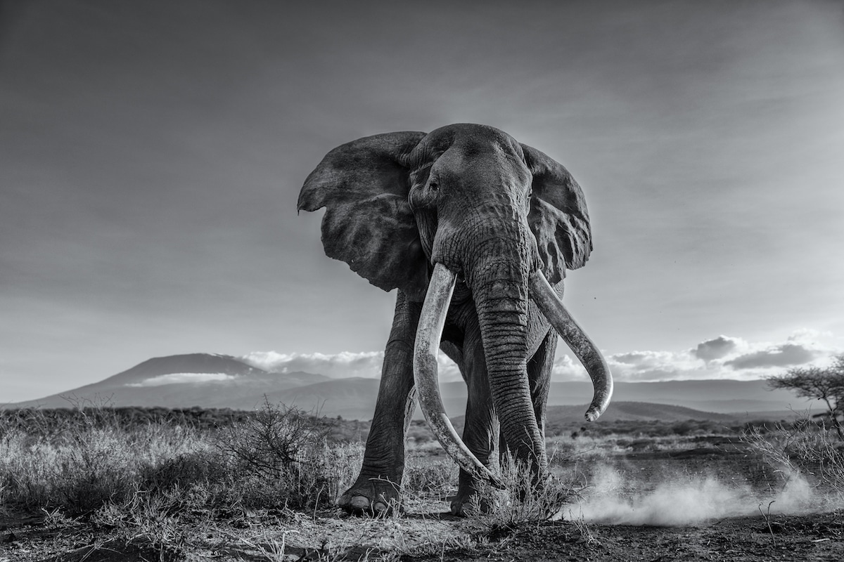 Portrait of an Elephant with Kilimanjaro in the Background