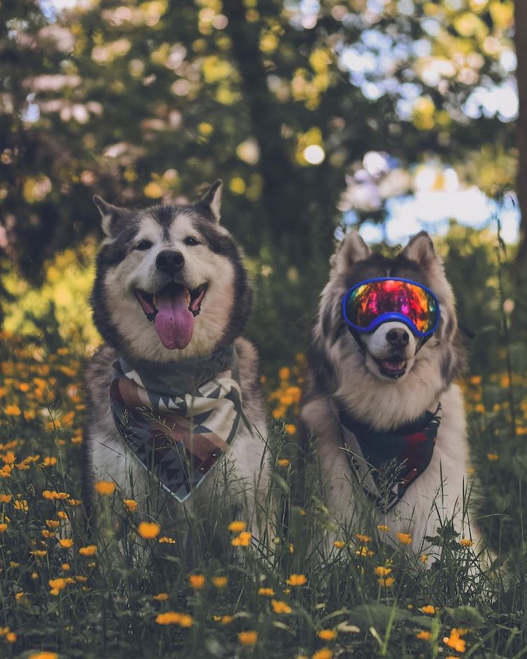 Best Dog Friends