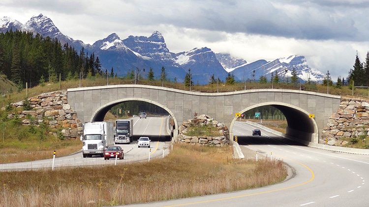 Wildlife Overpass in Banff