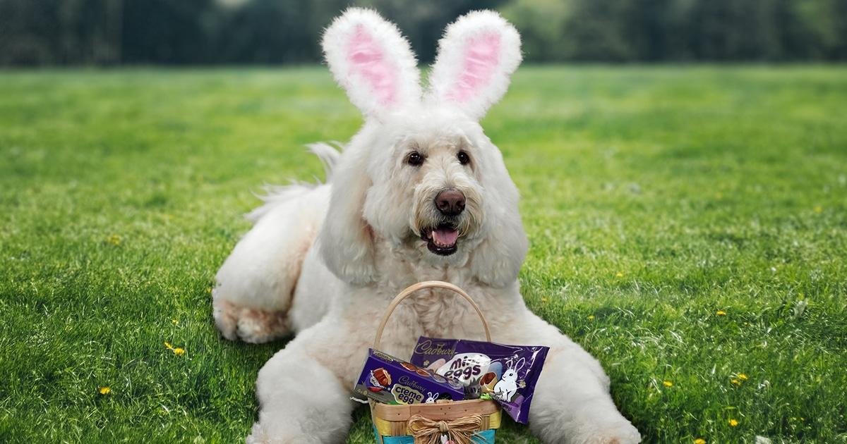 English Doodle Therapy Dog Wins Cadbury National Easter Bunny Contest