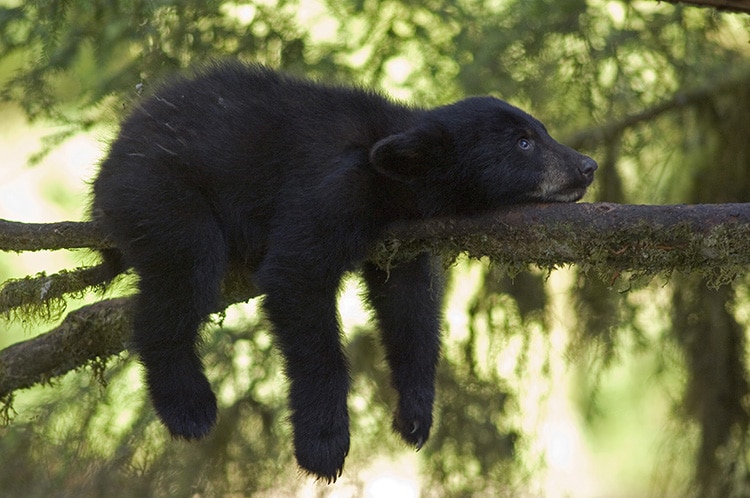 A black bear cub in Alaska. 