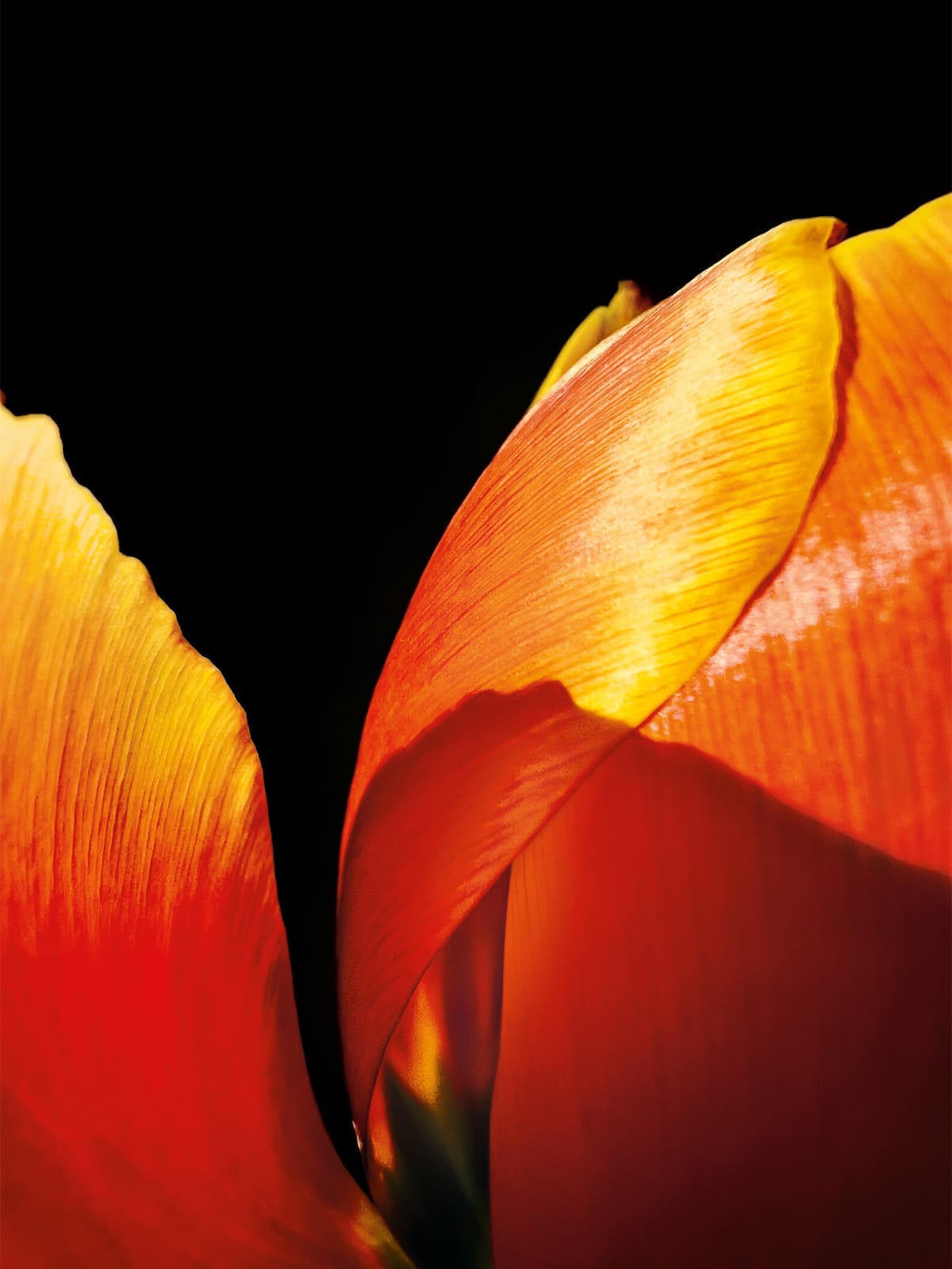 Macro Photo of Tulip Petals