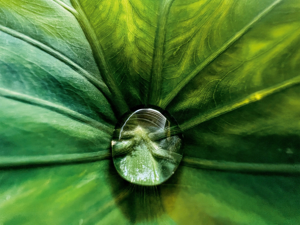 Drop of Water on a Leaf