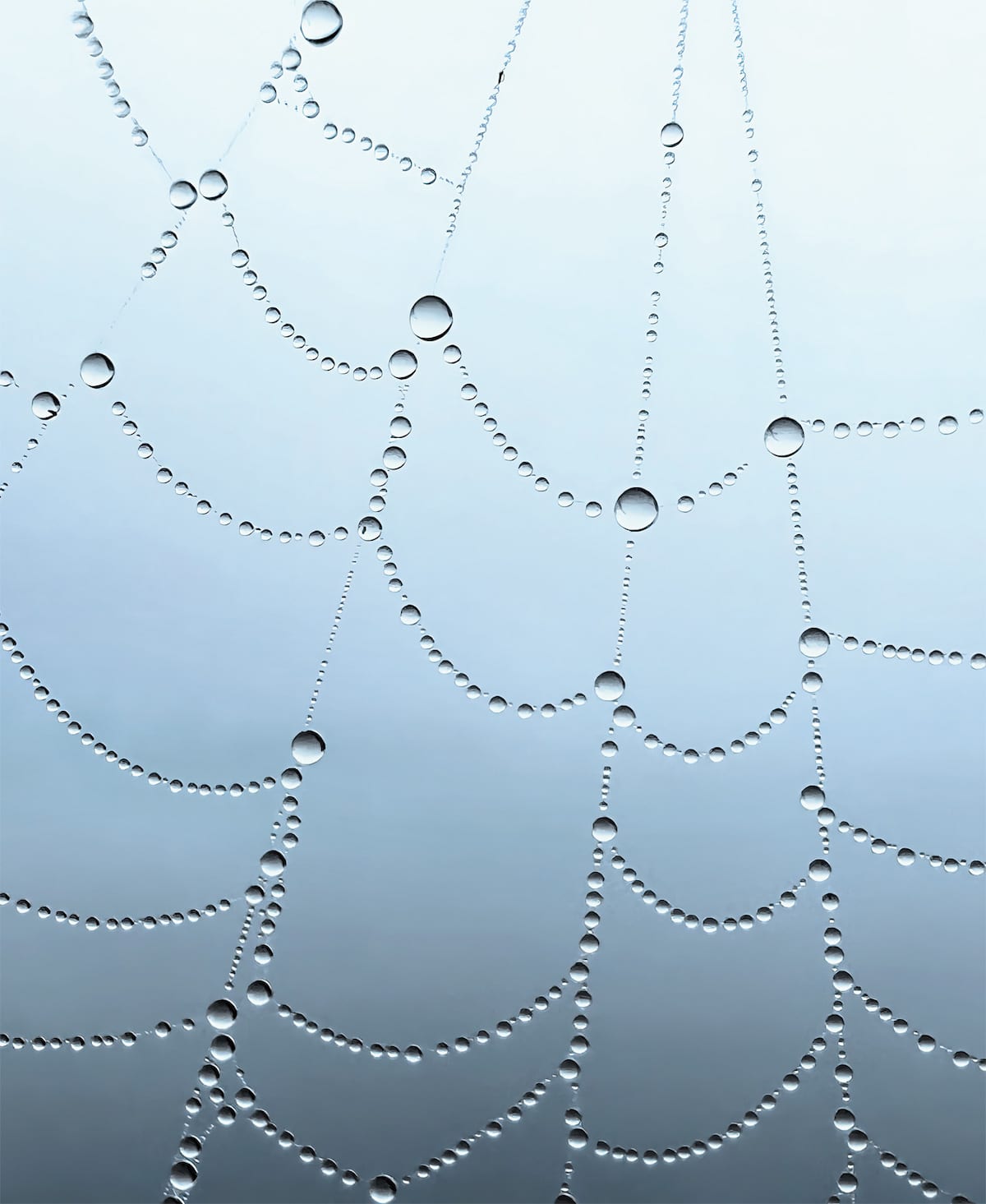 Macro Photo of Dewdrops on a Spiderweb