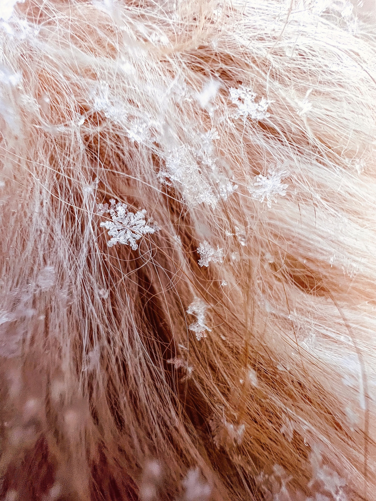 Macro Photo of Snowflakes Settled on a Dog's Fur