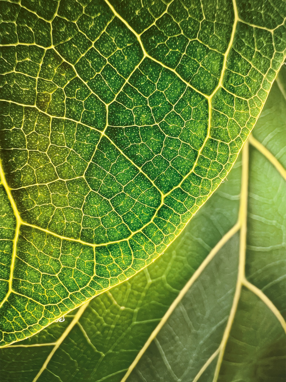 Detailed Close Up Photo of a Green Leaf