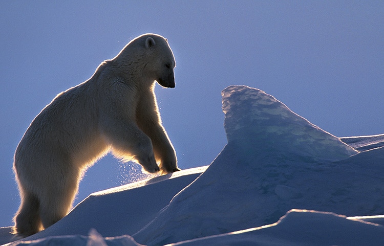 Fredrik Granath Polar BEar