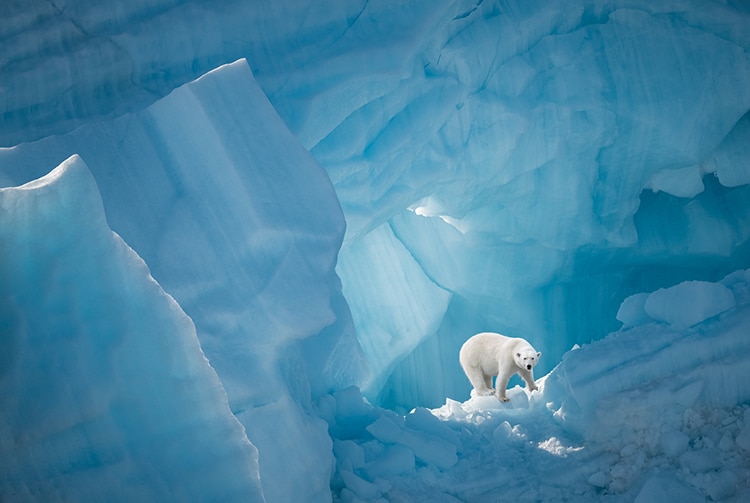 Foto de un oso polar en un iceberg