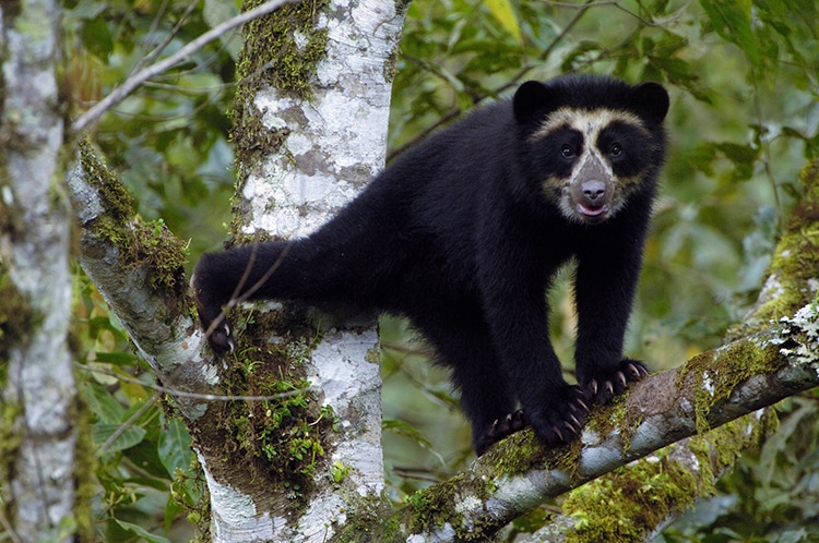 Spectacled or Andean Bear
