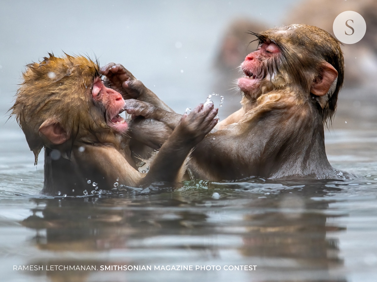 Baby snow monkeys playing in a hot spring in Japan