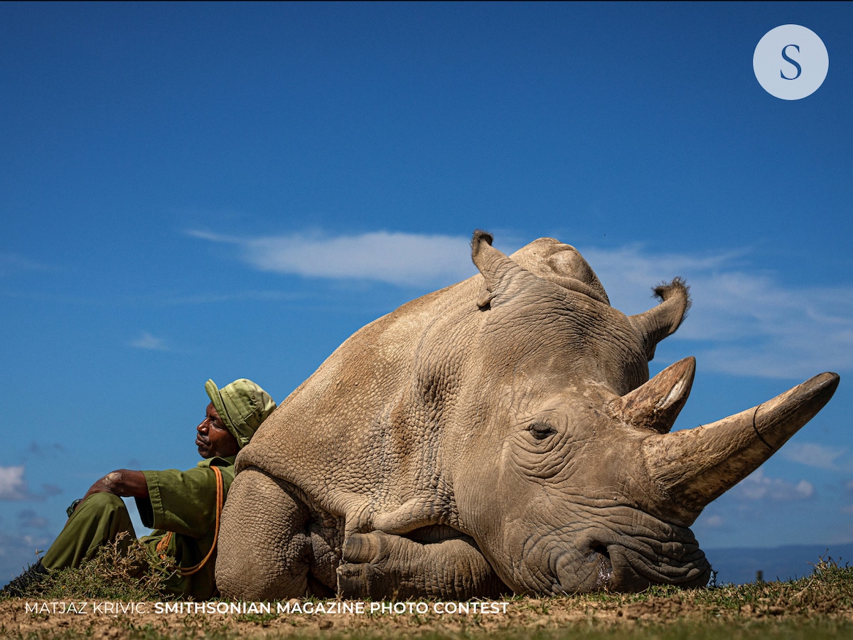 Northern White Rhino Resting with Her Caretaker