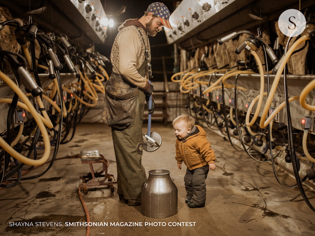 Father Showing His Toddler About Milking a Cow