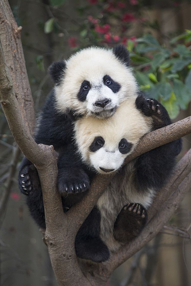 Osos pandas en una rama
