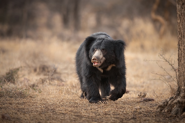 A sloth bear in India. 