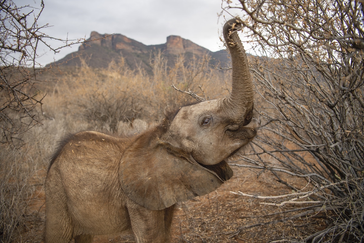 Baby Elephant Reaching Tree with Trunk