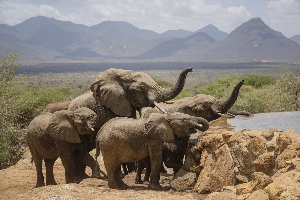 How a Community in Kenya Came Together to Help Orphaned Elephants Ami-vitale-orphaned-elephants-3