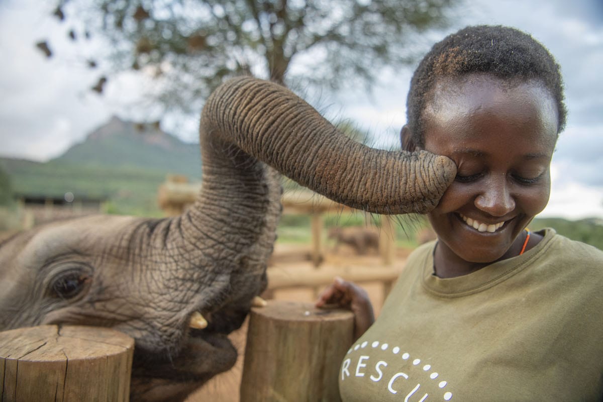 Orphaned Elephant Nuzzling Caretaker